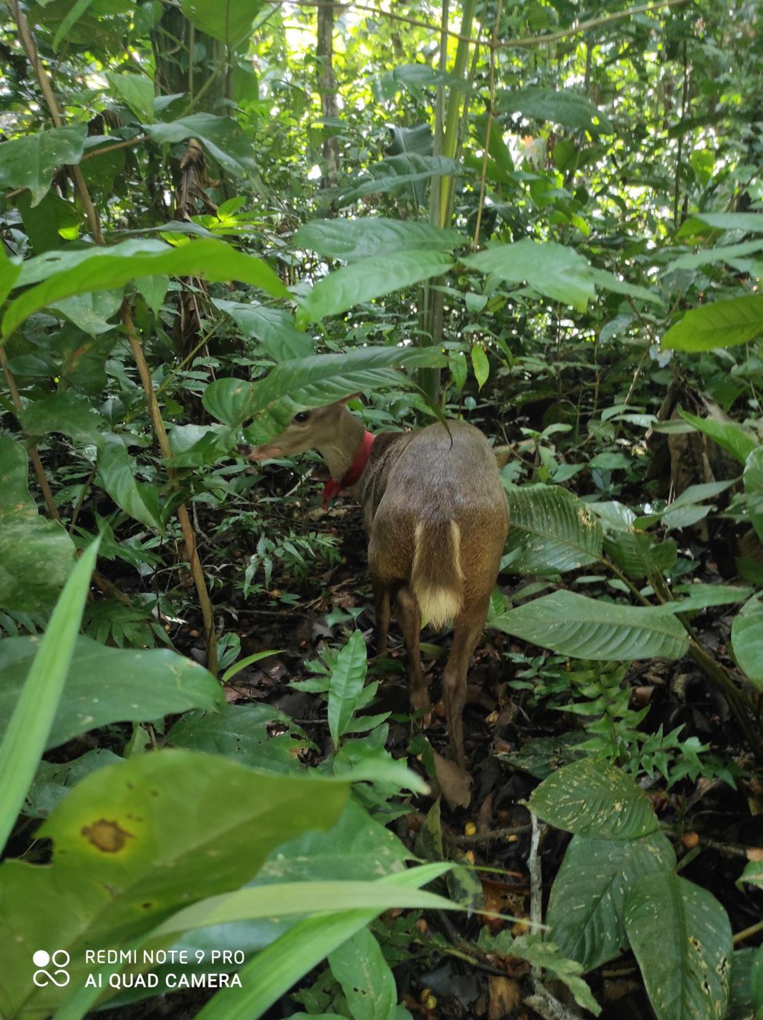 Castana Amazon Park Hostel Puerto Maldonado Kültér fotó