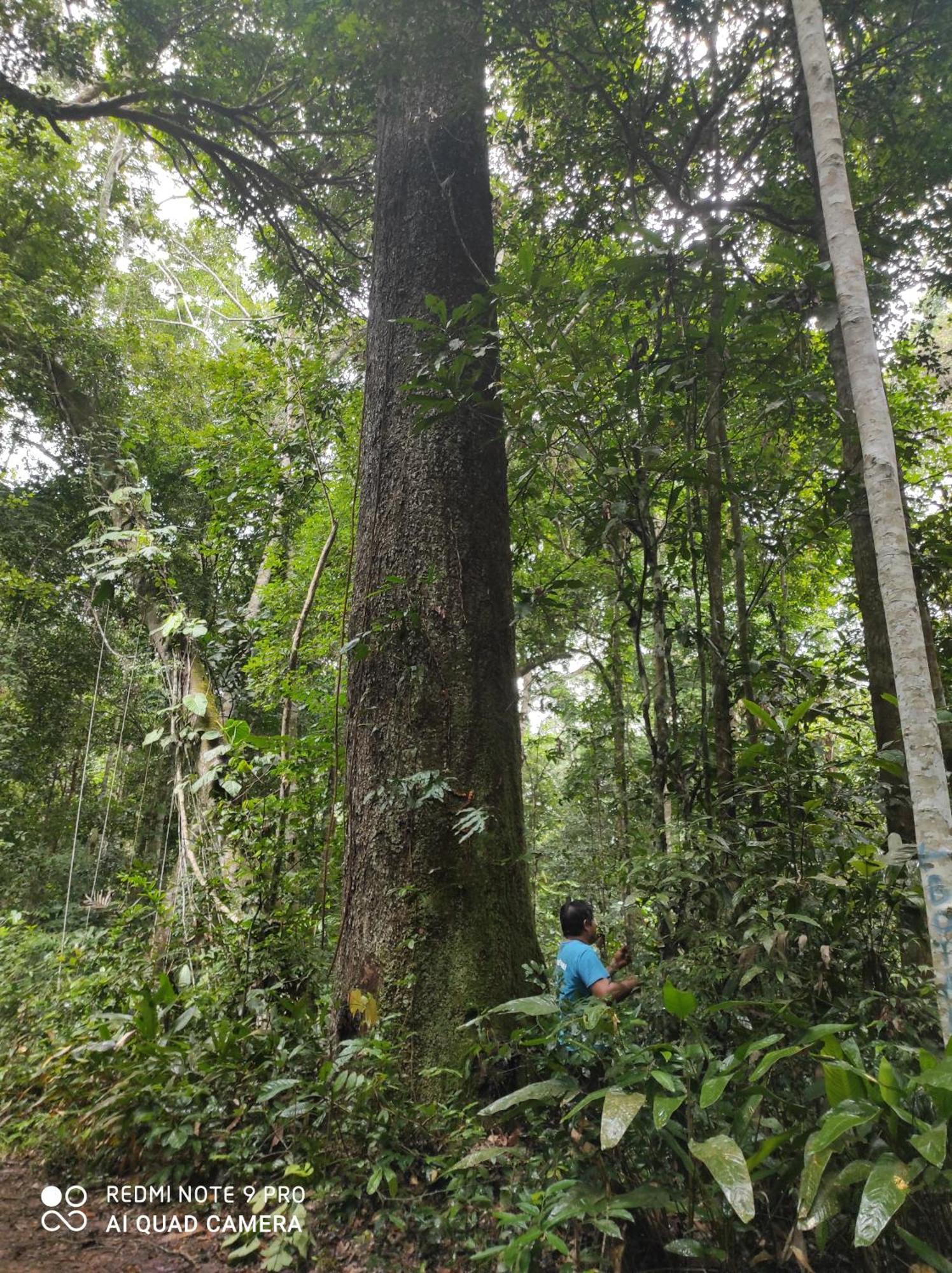 Castana Amazon Park Hostel Puerto Maldonado Kültér fotó